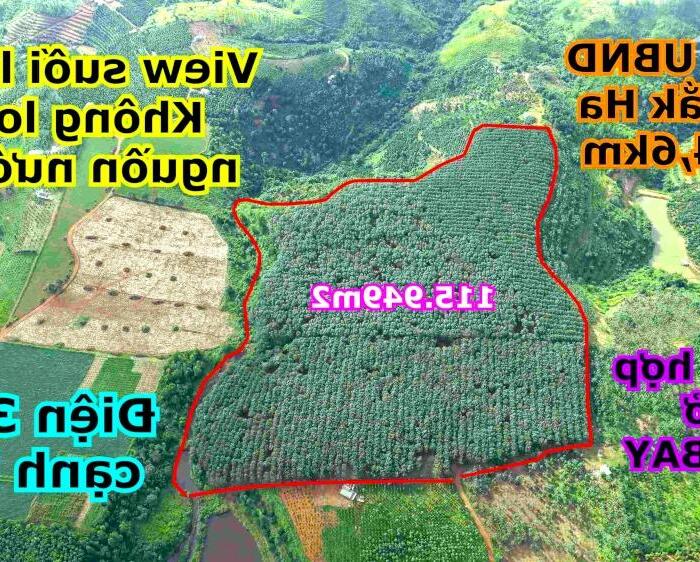 Hình ảnh 11,6ha cao su bằng như sân bay Đắk Nông, mặt tiền nhiều tại xã Đắk Ha huyện Đắk GLong 0