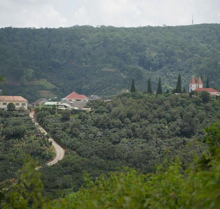 Hình ảnh Bán 3000m2 Đất Nông Nghiệp Xuân Trường, Đà Lạt – View Rừng Thông Yên Tĩnh, Giá F0 Chỉ 3,2 Tỷ 3