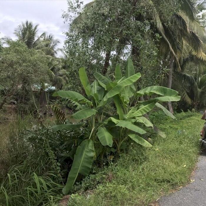 Hình ảnh Bán đất Nhị Bình, Cách chợ trường học 1km, xe hơi tới đất - Chỉ 1 tỷ 450 triệu đồng - Có thương lượng 8