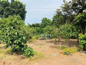 bán nhà vườn trái cây trảng bom đồng nai giá rẻ