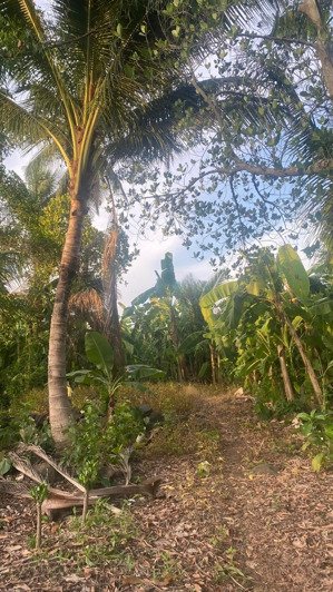 bán 1 sào cây gáo có 100m2 thổ cư, đất vườn giá 950 triệu cực ngộp