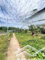 bán gấp nhà vườn 6,8 tỷ, 2600m2 tại đường trảng bom, xã an viễn, trảng bom, đồng nai