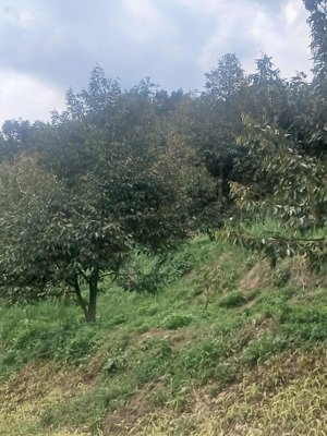 farm đã trồng full sầu riêng 6000 cây