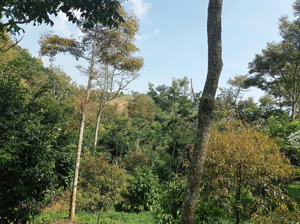 bán 7800m² đất vườn bảo lâm view núi đẹp (trồng sầu riêng, măng cụt, sưa đỏ) - chính chủ