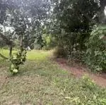 Nền 323m2 có 100m2 thổ cư giai xuân, phong điền, cách chợ pđ 2.5km