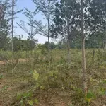 Cần bán gấp lô đất của dân sát trường học quốc tế sobinhhiiu tại đông xuân quốc oai hà nội