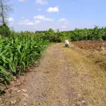 Bán 12000m2 đất (cln) có 300m2 ont hồ cầu mới cách sân bay long thành 8km, 1.5tr/m2
