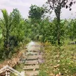 Lô đất nghỉ dưỡng ba trại ba vì hn sẵn khuôn viên nhỏ, có ao, vườn cây ăn trái. cách tl86 chỉ 400m