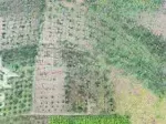 2ha cuối đất có suối tại hàng gòn, tp. long khánh chỉ 600tr/sào