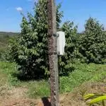 Chính chủ bán nhanh lô đất rẫy phun sầu riêng năm 3, điện nước đầy đủ 2 mặt tiền đường bê tông.