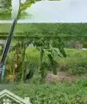 Bán 500m2 đất mt đường thanh niên, huyện bình chánh, giá chỉ 8,2 tỷ