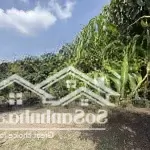 Vườn cây ăn trái view đồi tại đồng nai giá cực tốt chỉ 900tr sở hữu ngay cơ hội đầu tư sinh lời cao