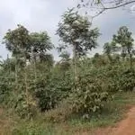Nguồn ngộp,nhanh tay chốt lịch xem đất. xã ea drong, tx buôn hồ, đăk lăk