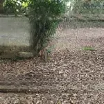 Chính chủ bán lô đất ấp 3, xã thừa đức, cẩm mỹ, đồng nai