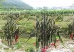 Cho thuê 1000m tân hải, lagi, bình thuận