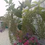 Cho thuê mặt bằng đường trưng nữ vương, phường châu phú b, châu đốc, an giang.
