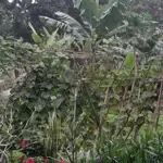 đại áng - thanh trì - ô tô tránh vào đất 130 triệu/mét vuông full thổ cư, giá đầu tư, có thể chia