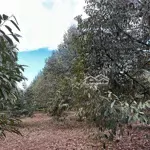 Ngợp bán nhanh lô đất vườn sầu riêng thì mạnh có thổ cư bám hồng tại xã bảo bình đồng nai