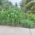 Bán đất mặt tiền sông ngã cạy đường hùng vương tt ngã 6 châu thành hg