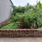 Chính chủ cần bán 49,5 m2 đất tại đường xuân khôi, phường cự khối, quận long biên, hà nội