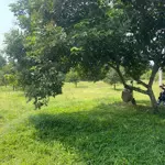 Bán đất sầu riêng xã bình lộc - tp long khánh - đồng nai