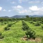 7 sào cafe, sầu riêng bảo lộc, đất bằng giáp suối.