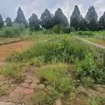 CÒN DUY NHẤT 01 LÔ 100M2, FULL ĐẤT Ở, TĐC ĐHQGHN