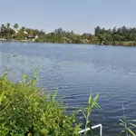 Trà quế lô vip duy nhất: 2 mặt tiền + view sông + nở hậu+ làng rau sau lưng. dt 400m2