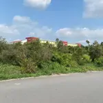 2527m2 ( 41 x 67m ) đất trồng cây mặt tiền đường tx44 sát bên trường cấp 2 tô ngọc vân