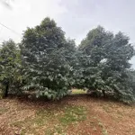 Cần bán 2200m2 vườn trái cây full sầu riêng xã bảo bình huyện cẩm mỹ tĩnh đồng nai