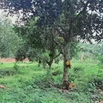 đất cách tl87 chỉ 300m tại thôn 9, ba trại, ba vì, hà nội. view núi, cánh đồng, trong đất có ao nhỏ