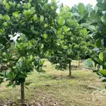 Anh thịnh cần sang 1 sào hơn 1000m2 vườn mít, ngay sát vòng xoay đồng xoài, đã chăm được hơn 4 năm