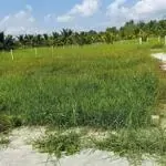 Bán nền biệt thự 430m2 , giá đầu tư phường phú tân , bến tre