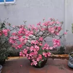 Bán nhà riêng chính chủ 50 m2 tại mỹ đình