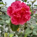 Cho thuê nhà nguyên căn tại tp thanh hoá
