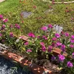 đất vườn xây tại nguyễn ảnh thủ, bà điểm, hóc môn, tp.hcm, giá 2,95 tỷ, 220m2 đẹp, dân cư sầm uất.