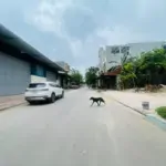 Bán kho, nhà xưởng 600m2 tại đường 277, đồng kỵ, từ sơn, bắc ninh, giá cực chất 20 tỷ vnd