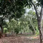 5,4 sào đất view hồ trong đó có 400m đất thổ cư tại xã cư bao, thị xã buôn hồ