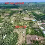 [hot] hơn 1ha4 vườn sầu ri6 và thái cho thu nhập ổn định chỉ 720 triệu/sào