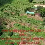 Bán nhanh 6,5ha đất vườn đẹp – sổ sẵn – giá chỉ 135tr/1.000m²